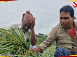 মালদায় ব্যাপক ক্ষতির মুখে ধানচাষীরা, সরকারের কাছে ক্ষতিপূরণের দাবি
