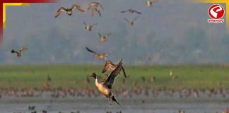 শীতের আগেই রঙিন অতিথিদের আগমন, পরিযায়ী পাখিতে মুখরিত জলপাইগুড়ি