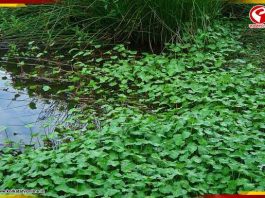 গুণে ভরপুর এই শাকের উপকারিতা চমকে দেবে আপনাকেও