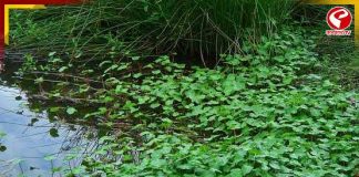 গুণে ভরপুর এই শাকের উপকারিতা চমকে দেবে আপনাকেও