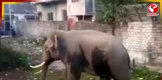 আলিপুরদুয়ারে বুনো হাতির আক্রমণ, মৃত ১