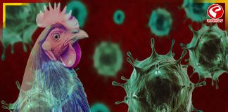 ‘বার্ড ফ্লু’-তে মৃত্যু মার্কিন নাগরিকের! উদ্বেগ আমেরিকায়