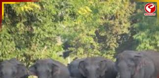 হাতির হানা ঠেকাতে তৈরি ‘কুইক রেসপন্স টিম’!