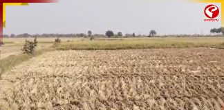 বর্ধমানে শিয়ালের উপদ্রব! মাঠে যেতে সাহস পাচ্ছেন না চাষিরা