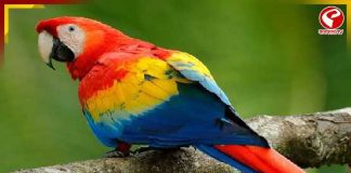 ব্লু ম্যাকাওয়ের মৃত্যুকে কেন্দ্র করে উত্তেজনা, বন্ধ হয়ে গেল কলকাতার ‘The Vet Spectrum Animal & Bird Clinic’