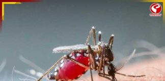 কেএমসি এলাকায় এক সপ্তাহে ডেঙ্গু আক্রান্তের সংখ্যা বেড়ে ১২৪৫