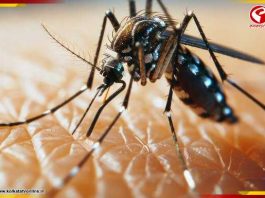 ডেঙ্গু রুখতে উদ্যোগী মহেশতলা পুরসভা, জলাশয় ও খালে ছাড়া হল গাপ্পি মাছ