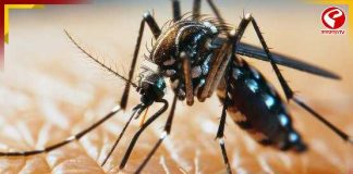 ডেঙ্গু রুখতে উদ্যোগী মহেশতলা পুরসভা, জলাশয় ও খালে ছাড়া হল গাপ্পি মাছ