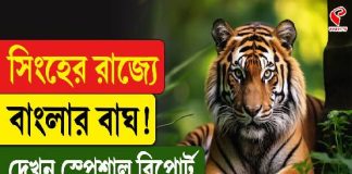 সিংহের রাজ্যে বাংলার বাঘ! দেখুন স্পেশাল রিপোর্ট