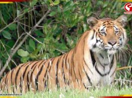 শুরু হবে বাঘশুমারি! সুন্দরবন যাওয়ার আগে জেনে নিন কবে থেকে বন্ধ টাইগার রিজার্ভ!