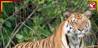 শুরু হবে বাঘশুমারি! সুন্দরবন যাওয়ার আগে জেনে নিন কবে থেকে বন্ধ টাইগার রিজার্ভ!