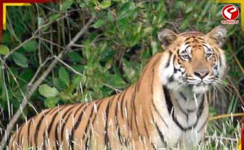 শুরু হবে বাঘশুমারি! সুন্দরবন যাওয়ার আগে জেনে নিন কবে থেকে বন্ধ টাইগার রিজার্ভ!