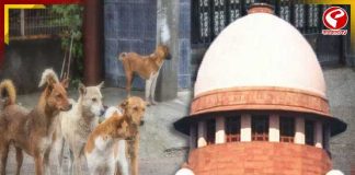 পথকুকুর নিয়ে সুপ্রিম কোর্টের রায় পুনর্বিবেচনার দাবি, দেশের ৫০ হাজার পশুপ্রেমীর চিঠি শীর্ষ আদালতে
