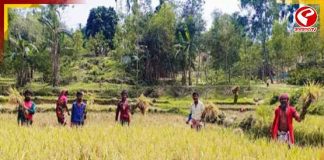 হাতির ভয়ে ধান কাটার হিড়িক