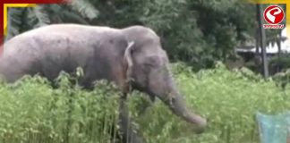 আলিপুরদুয়ারে ফের হাতির হামলায় প্রাণ গেল এক যুবকের