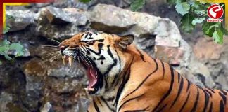 তিন মাসে তিনটি! ফের আলিপুর চিড়িয়াখানায় মৃত্যু বাঘিনীর