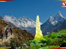 হিমালয়ে ফুটছে রহস্যময় ফুল! এই বিরল ঘটনা আসলে কীসের ইঙ্গিত?