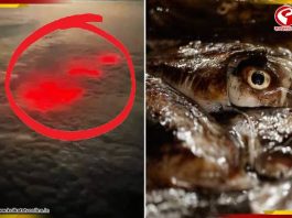 রাত হলেই লাল হয়ে উঠছে সমুদ্র! প্রশান্ত মহাসাগরে ঘনাচ্ছে রহস্য!