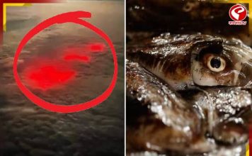 রাত হলেই লাল হয়ে উঠছে সমুদ্র! প্রশান্ত মহাসাগরে ঘনাচ্ছে রহস্য!