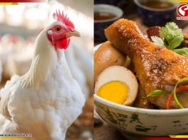 বাড়ছে বার্ড ফ্লু সংক্রমণ! এখন চিকেন বা ডিম খাওয়া কতটা নিরাপদ?