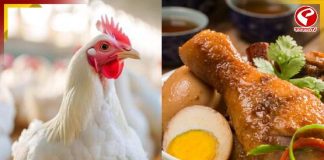 বাড়ছে বার্ড ফ্লু সংক্রমণ! এখন চিকেন বা ডিম খাওয়া কতটা নিরাপদ?