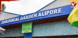 বড়দিনের খরা কাটিয়ে জনজোয়ার! বছরের শেষ রবিবারে চিড়িয়াখানায় মানুষের ঢল