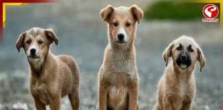 মানুষের মতোই সারমেয়রাও সারারাত জেগে চিন্তায় মগ্ন!