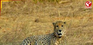 একই ঘটনার পুনরাবৃত্তি! কুনোর জঙ্গলের মৃত্যু চিতার