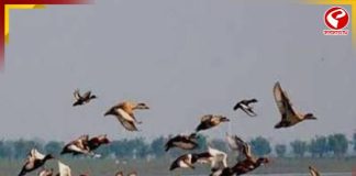 শীতের আগমনী বার্তা নিয়ে পরিযায়ী পাখিদের ঢল উত্তর দিনাজপুরে