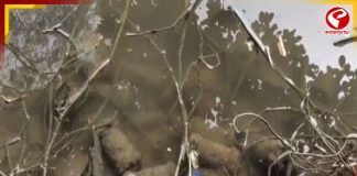 মুর্শিদাবাদে বিপুল বোমা উদ্ধার ঘিরে চাঞ্চল্য