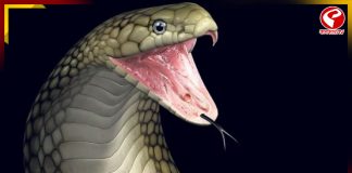 সাপের ছোবল! বিমার টাকা হাতাতে বাবার সঙ্গে যা করল ছেলেরা