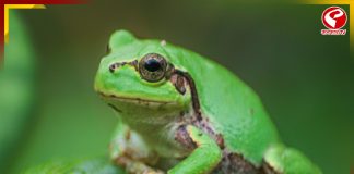 ক্যানসার চিকিৎসায় দিশা দেখাল জাপানের গেছো ব্যাঙ! দাবি গবেষকদের