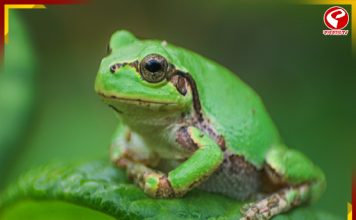 ক্যানসার চিকিৎসায় দিশা দেখাল জাপানের গেছো ব্যাঙ! দাবি গবেষকদের