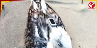 কর্নাটকে নৌঘাঁটির কাছে সিগাল! গলায় জিপিএস ট্র্যাকার! গুপ্তচরবৃত্তি!