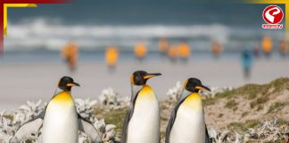 খাদ্যাভাব, দক্ষিণ আফ্রিকায় ৬০ হাজার পেঙ্গুইনের গণমৃত্যু!