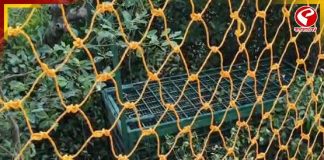 বাঘের পায়ের ছাপ মিলল সুন্দরবনের লোকালয়ে, আতঙ্কে গ্রামবাসীরা