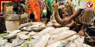 ইলিশের বাজারে আগুন! মাঘে পকেট পুড়ছে বাঙালির