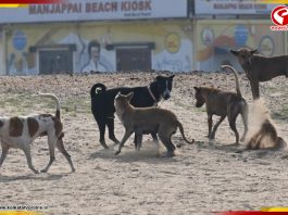 ‘নির্বাচনী প্রতিশ্রুতি রক্ষায়’ তেলেঙ্গানায় বলি ৫০০ পথকুকুর