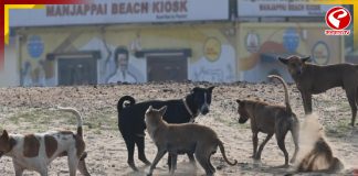 ‘নির্বাচনী প্রতিশ্রুতি রক্ষায়’ তেলেঙ্গানায় বলি ৫০০ পথকুকুর