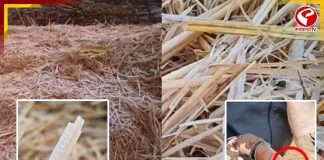 বরফ পড়ছে পুরুলিয়ায়! তাপমাত্রা কি হিমাঙ্কের নিচে? দেখুন বড় খবর