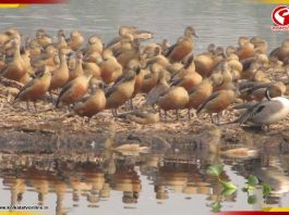 শীত জাঁকাতেই সাঁতরাগাছি ঝিলে ফিরল পরিযায়ী পাখিরা, মুখর জলাভূমি