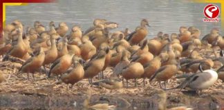 শীত জাঁকাতেই সাঁতরাগাছি ঝিলে ফিরল পরিযায়ী পাখিরা, মুখর জলাভূমি