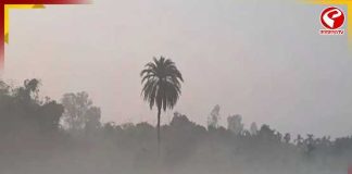 বিদায় শীত! সময়ের আগেই বঙ্গে বসন্ত