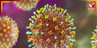 বাংলার বাদুড়ের শরীরে নেই নিপা! স্বস্তির খবরেও সতর্কতায় ঢিলেমি নয় স্বাস্থ্যদফতরের