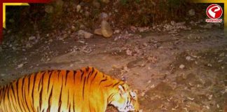 বক্সা জঙ্গলে ‘দক্ষিণরায়’-এর দাপট! ট্র্যাপ ক্যামেরায় ধরা পড়ল বিশাল বাঘের ছবি