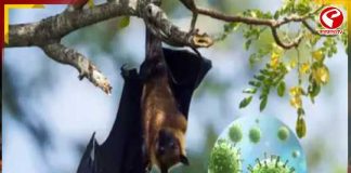 আলিপুর চিড়িয়াখানার বাদুড়ের শরীরে কি নিপা ভাইরাস?