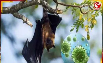 আলিপুর চিড়িয়াখানার বাদুড়ের শরীরে কি নিপা ভাইরাস?
