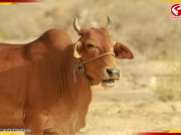 ক্যানসার নিরাময় গোমূত্র! বিজেপিশাসিত মধ্যপ্রদেশে প্রকল্পে ব্যাপক দুর্নীতি