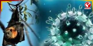 নিপা ভাইরাসে আক্রান্ত আরও ১