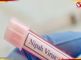 নিপা ভাইরাস ঠিক কতটা মারাত্মক? করোনার মতোই ভয়াবহ?